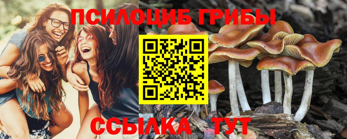 Псилоцибиновые грибы прущие грибы  Нарьян-Мар 